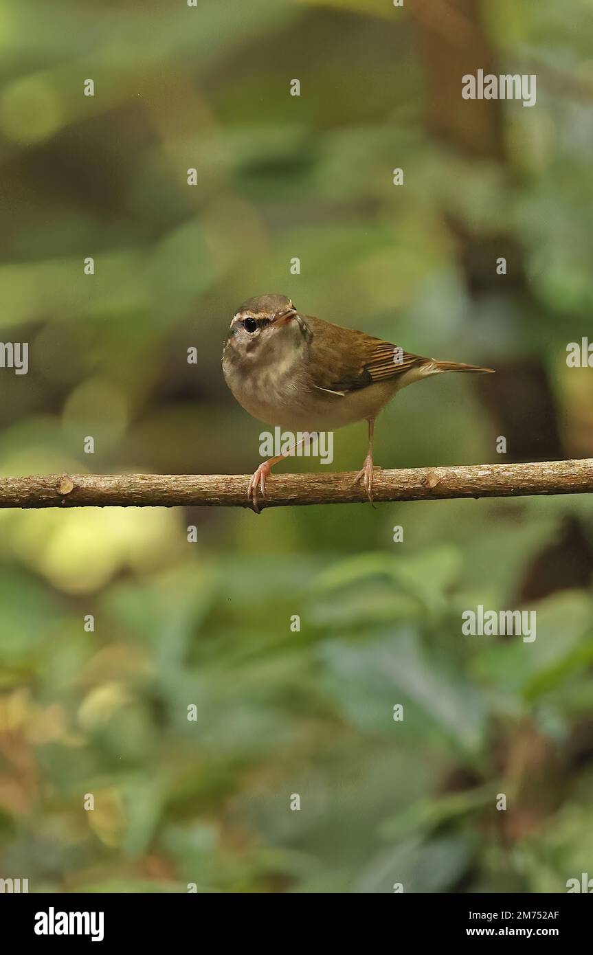 Paruline à pattes pâles (Phylloscopus tenellipes) adulte perchée sur la branche de Tien de chat, Vietnam. Décembre Banque D'Images