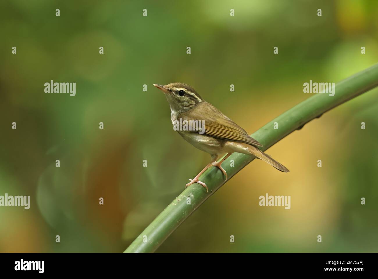 Paruline à feuilles à pattes pâles (Phylloscopus tenellipes) adulte perchée sur la tige de Tien de chat, Vietnam. Décembre Banque D'Images