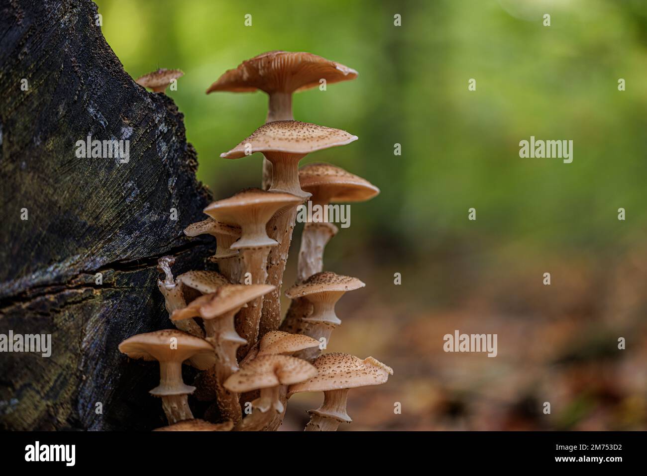 Un gros plan des champignons Armillaria ostoyae bruns avec des points cultivés sur le bois sur un fond flou Banque D'Images