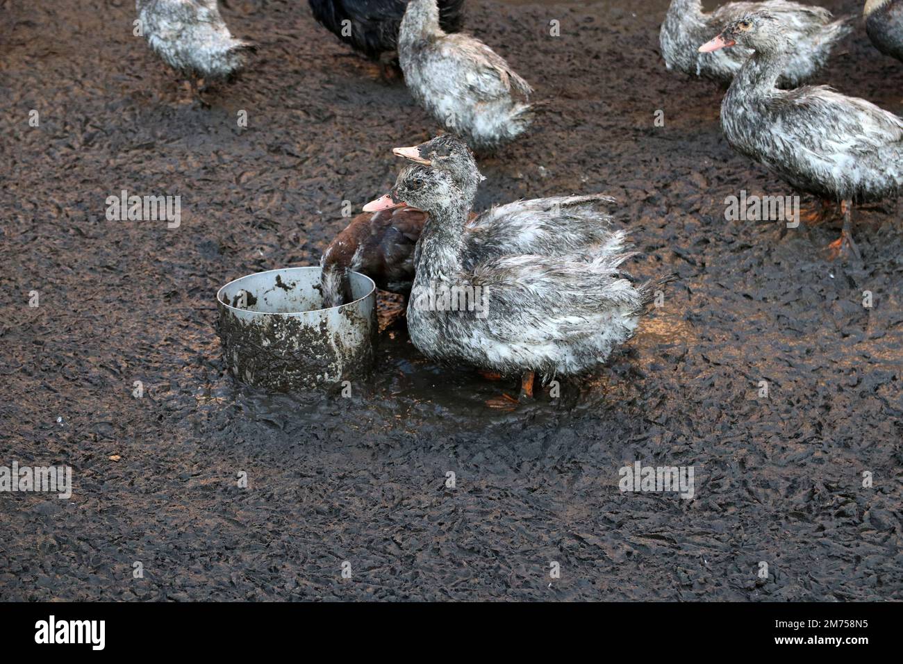 Paddock de canard très sale.Les canards sales sont gardés dans la boue. Banque D'Images