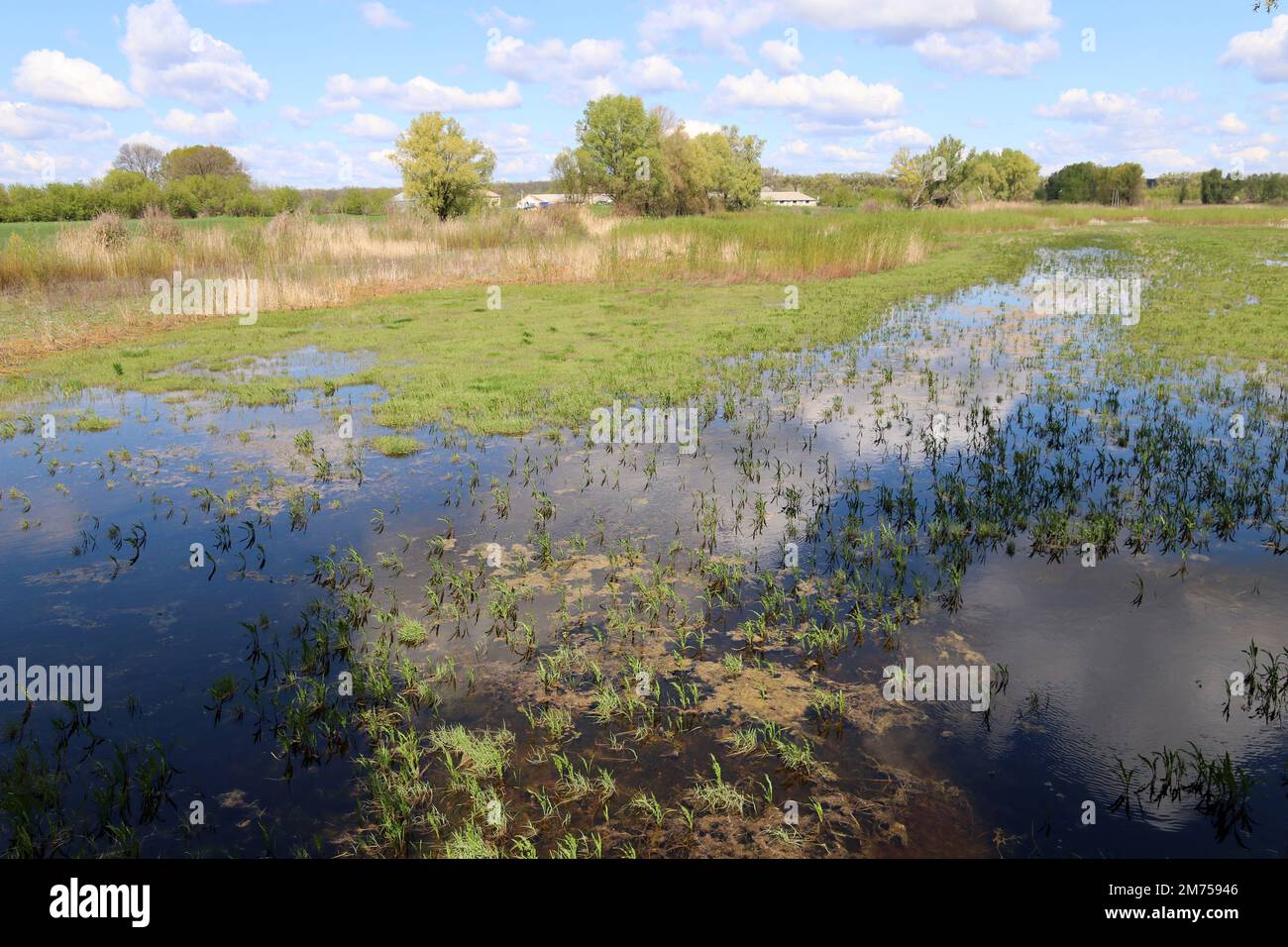 Assèchement des rivières, changement climatique mondial. Lac surcultivé avec des roseaux. Banque D'Images