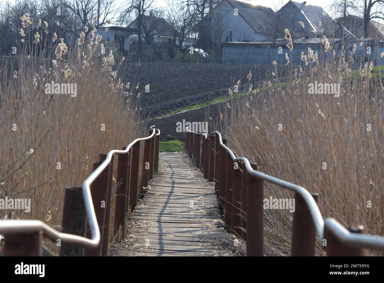 Vieux pont en bois étroit de l'autre côté de la rivière. La rivière était surcultivée avec des roseaux Banque D'Images