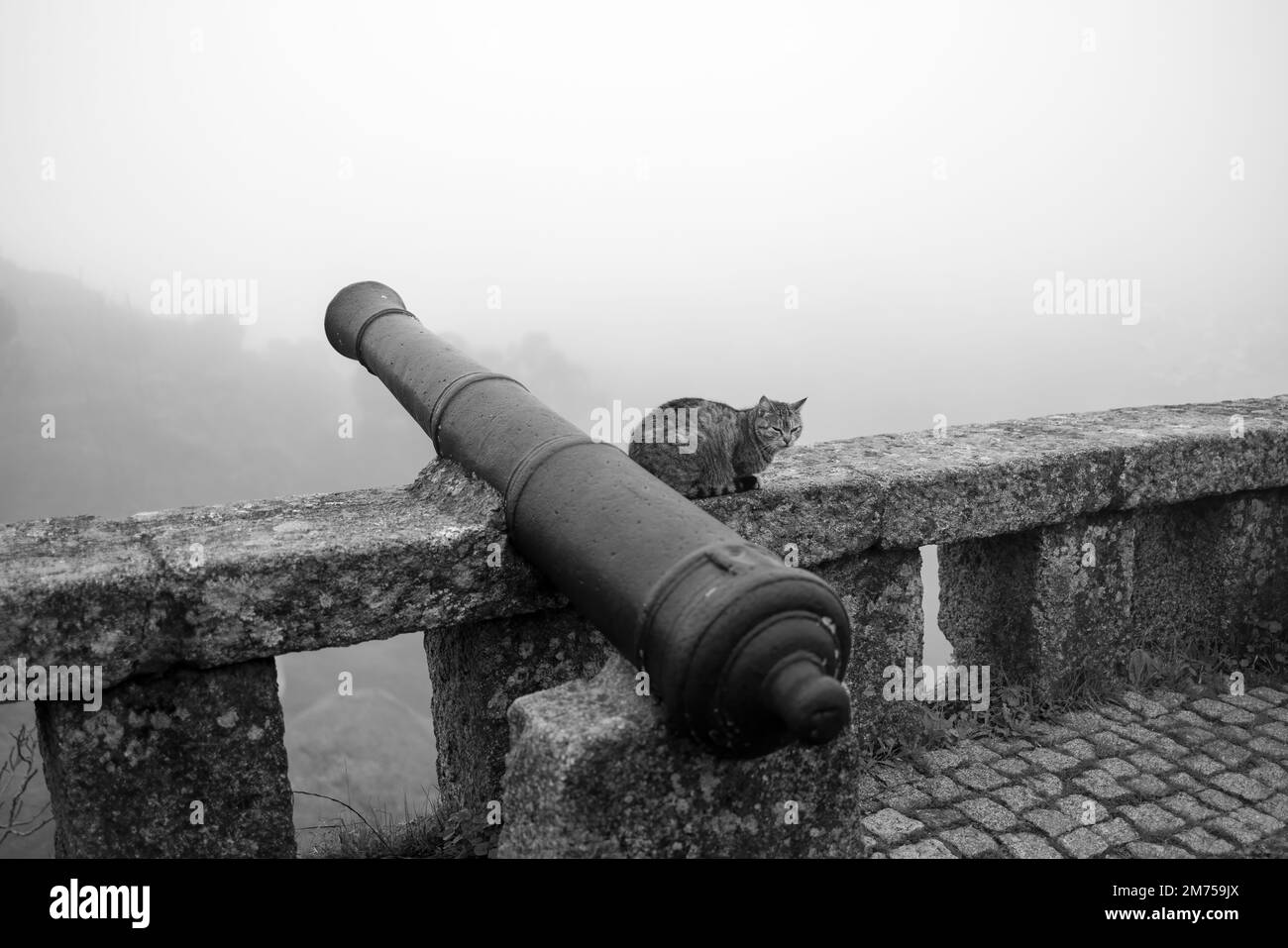 Chat à côté de l'ancien canon à Moinsanto. Portugal. Banque D'Images