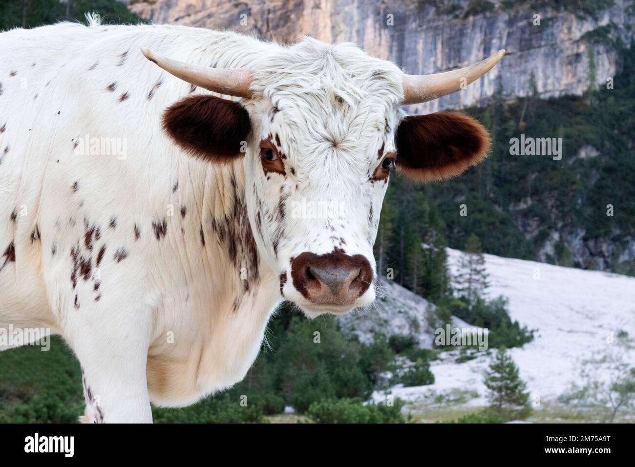 vache regardant dans la caméra Banque D'Images