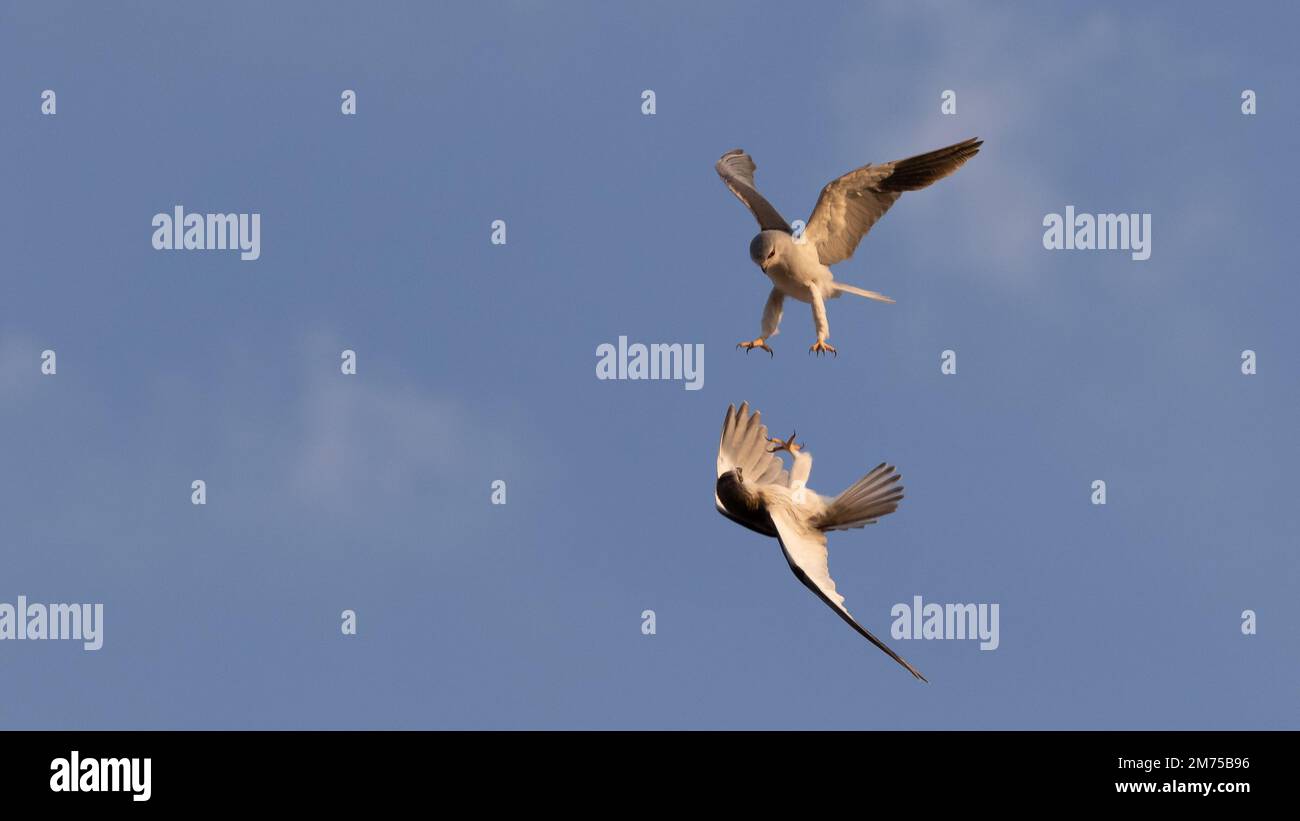 Deux cerfs-volants à ailes noires dans un combat aérien par une journée ensoleillée Banque D'Images