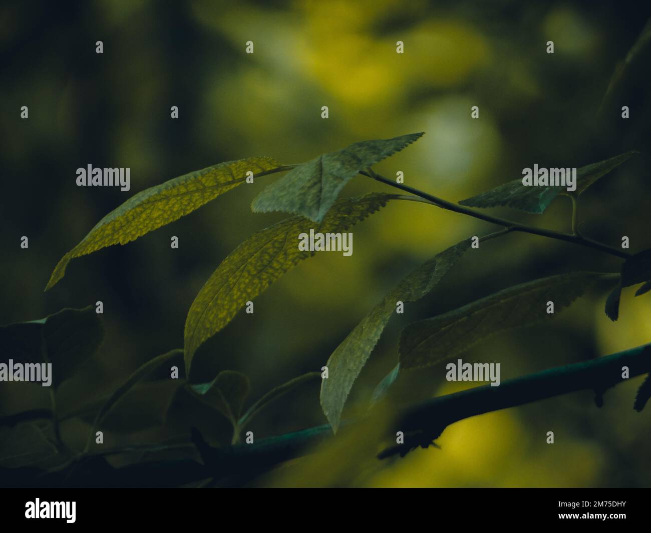 Un cliché sélectif des feuilles de plantes vertes dans la forêt sur fond vert jaunâtre flou Banque D'Images Un cliché sélectif des feuilles de plantes vertes dans la forêt sur fond vert jaunâtre flou Banque D'Images