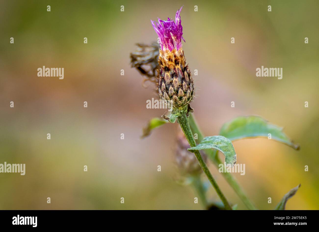 Photo macro en tweed Banque D'Images