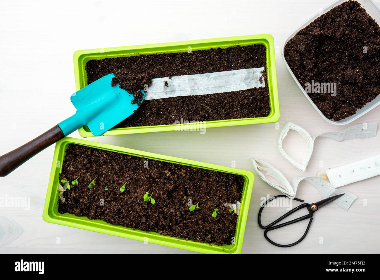 Culture de plantes de salade à la maison au printemps à partir de ruban de graines de papier blanc, la sorcière a des graines de plante à l'intérieur. Moyen rapide et facile de semer de petites graines. Banque D'Images