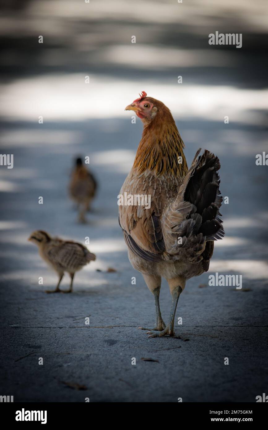 Un cliché vertical d'un poulet marchant avec des poussins de bébé sur la route Banque D'Images