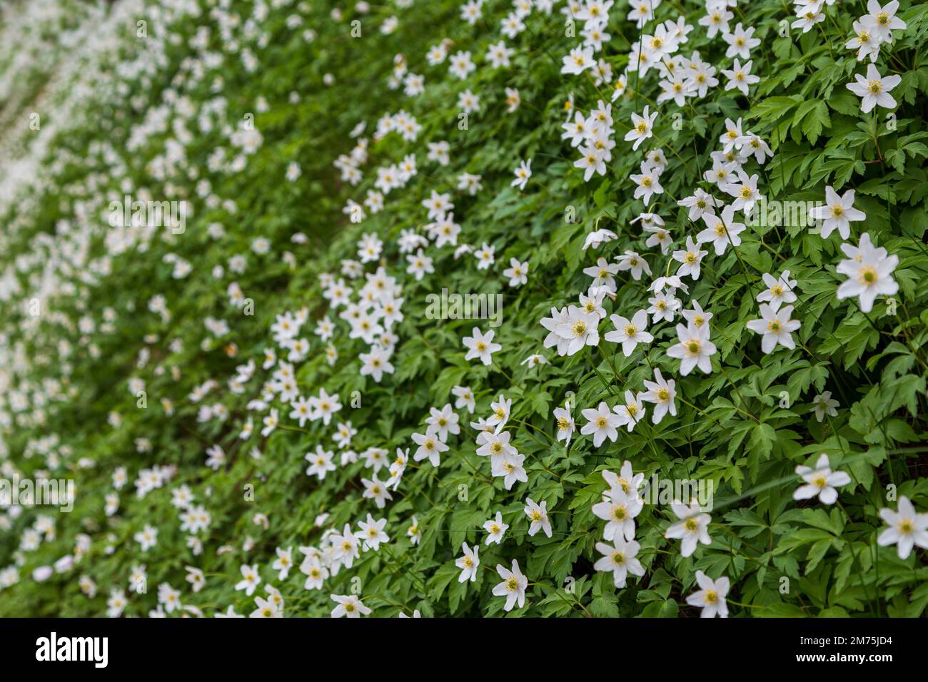 Vue latérale gros plan de magnifiques fleurs d'anémone blanches fleurir au printemps. Banque D'Images