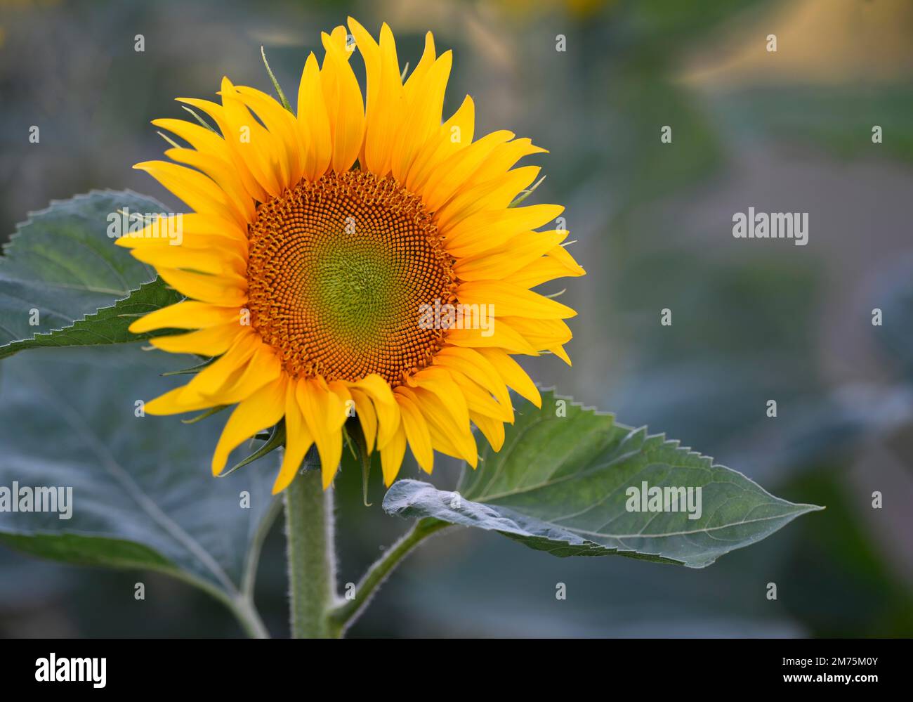 Fleur unique d'un tournesol (Helianthus annuus), Stuttgart, Bade-Wurtemberg, Allemagne Banque D'Images