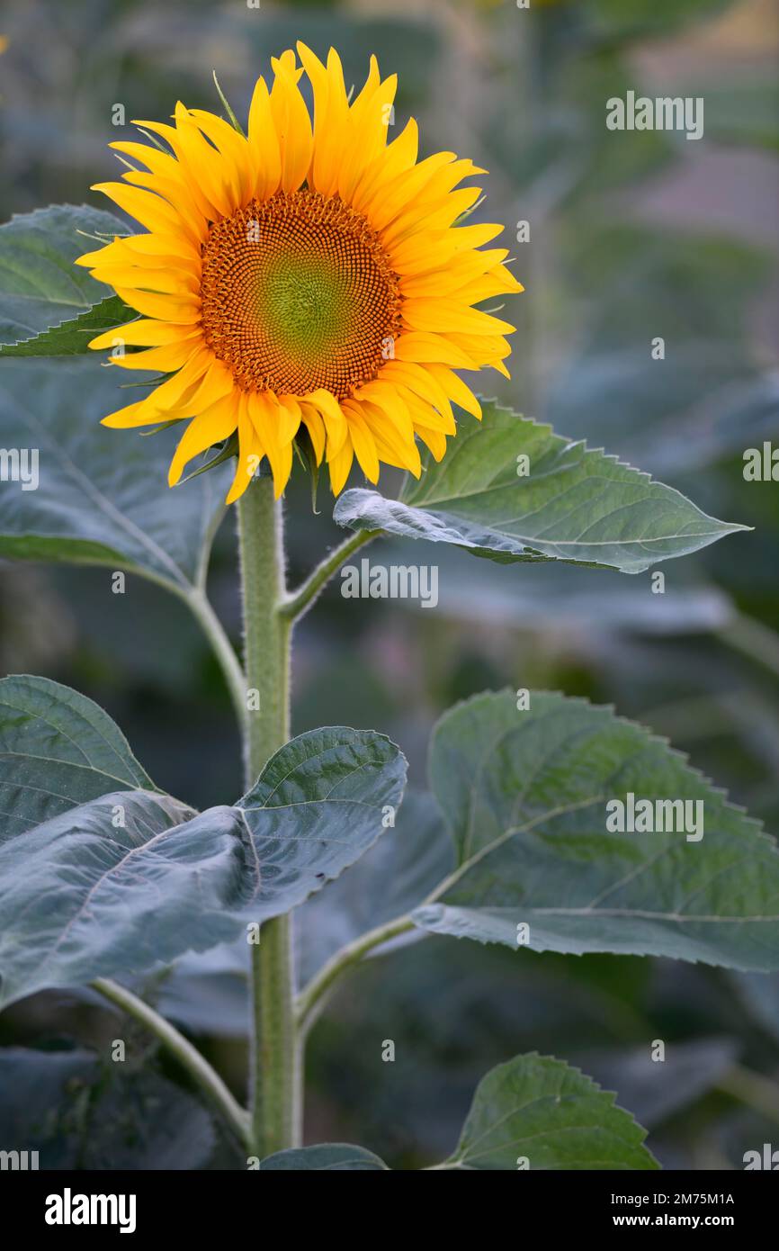 Fleur unique d'un tournesol (Helianthus annuus), Stuttgart, Bade-Wurtemberg, Allemagne Banque D'Images