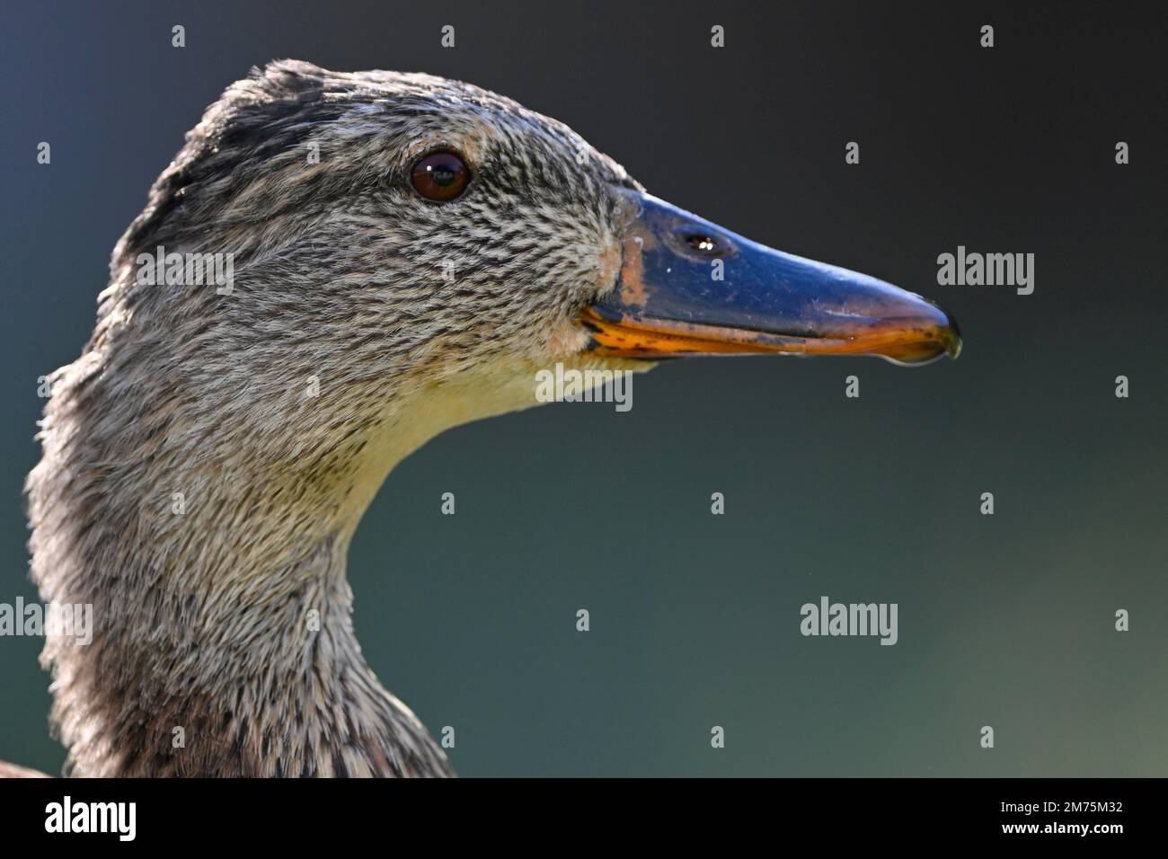 Mallard (Anas platyrhynchos), femme, portrait animal, Bade-Wuerttemberg, Allemagne Banque D'Images