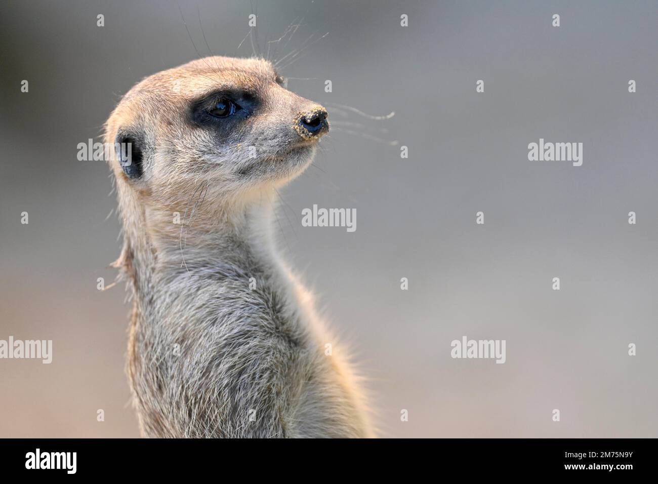 Meerkat (Suricata suricatta), animal portrait, captive, Allemagne Banque D'Images