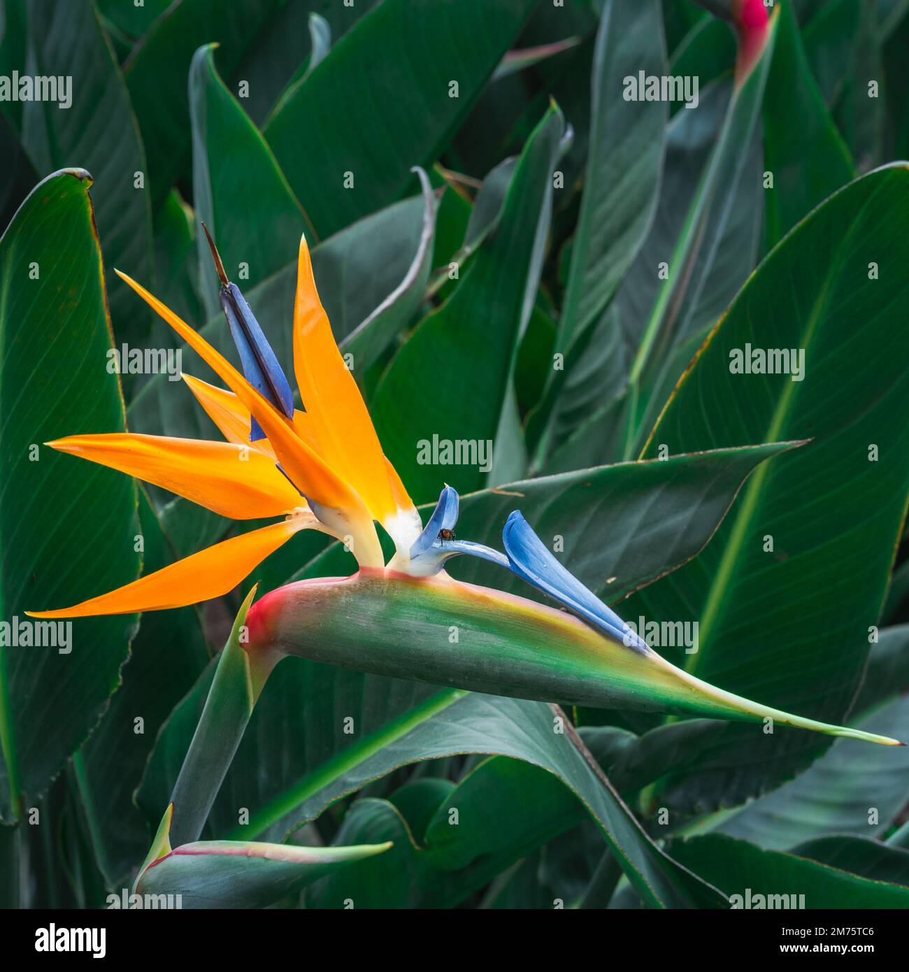 Oiseau de paradis fleur vue rapprochée Banque D'Images