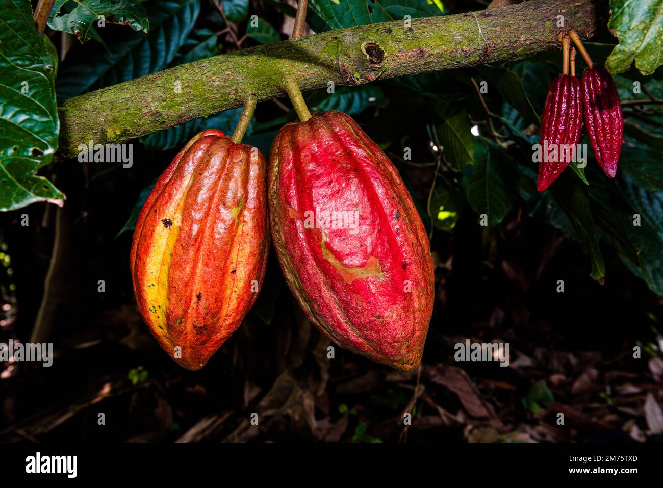 Deux gousses de cacao sur une branche Banque D'Images