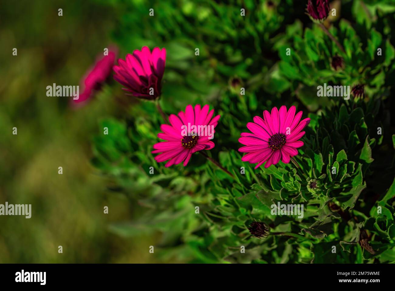 Deep viva magenta couleur pivoine fleur gros plan.Viva magenta couleur Banque D'Images