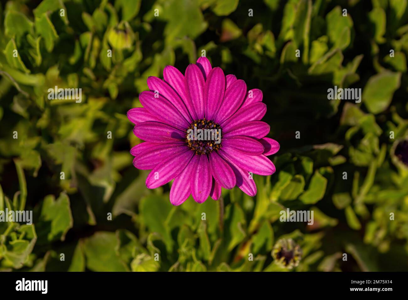 Deep viva magenta couleur pivoine fleur gros plan.Viva magenta couleur Banque D'Images