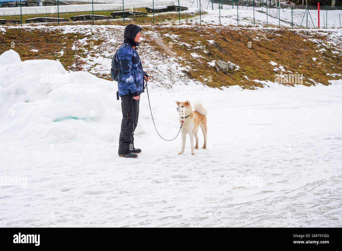 Seefeld, Autriche - décembre 2022: Homme caucasien emportant un jeune chien blanc Akita pour une promenade à Seefeld, Autriche Banque D'Images