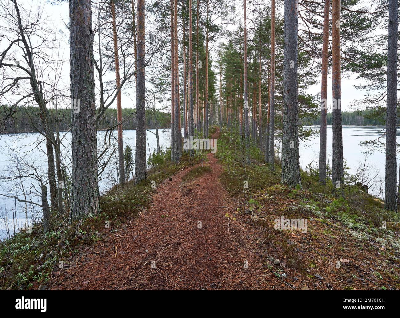 Image d'une route de marche avec de hauts arbres entourés d'un lac Banque D'Images