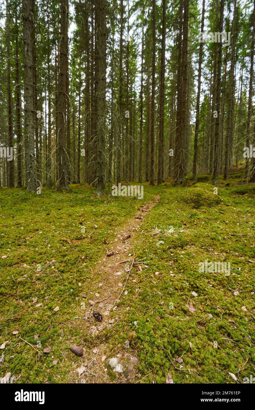 Image d'une route de marche entourée de hauts arbres dans la forêt. Banque D'Images