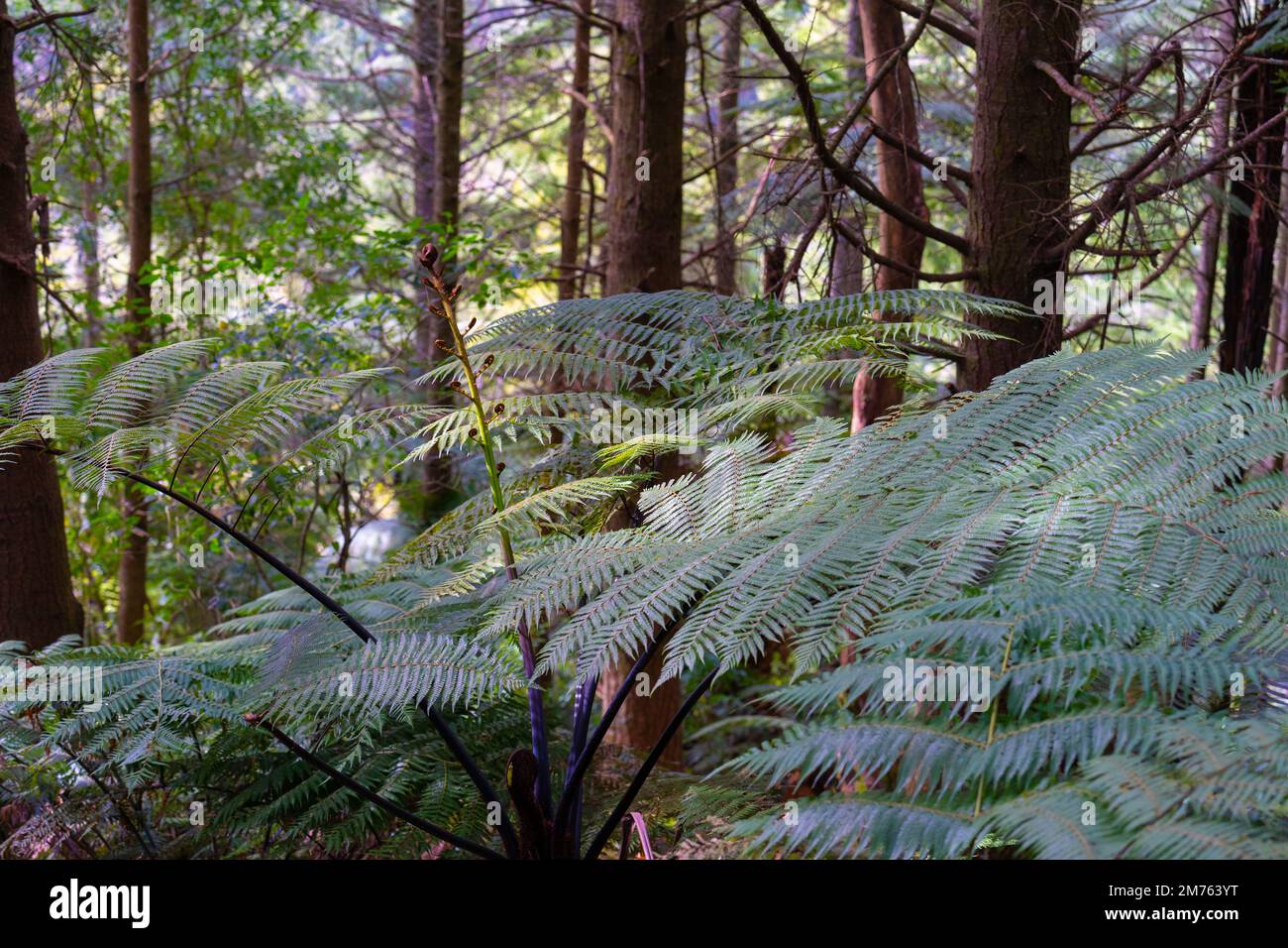 Une fougère indigène de Nouvelle-Zélande (Dicksonia squarrosa) Banque D'Images