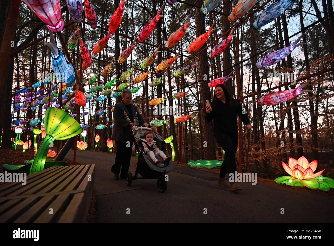 Les visiteurs suivent le couloir de lanternes lumineuses à travers les bois jusqu'au festival annuel des lanternes chinoises qui se tient à Cary, en Caroline du Nord. Banque D'Images Les visiteurs suivent le couloir de lanternes lumineuses à travers les bois jusqu'au festival annuel des lanternes chinoises qui se tient à Cary, en Caroline du Nord. Banque D'Images