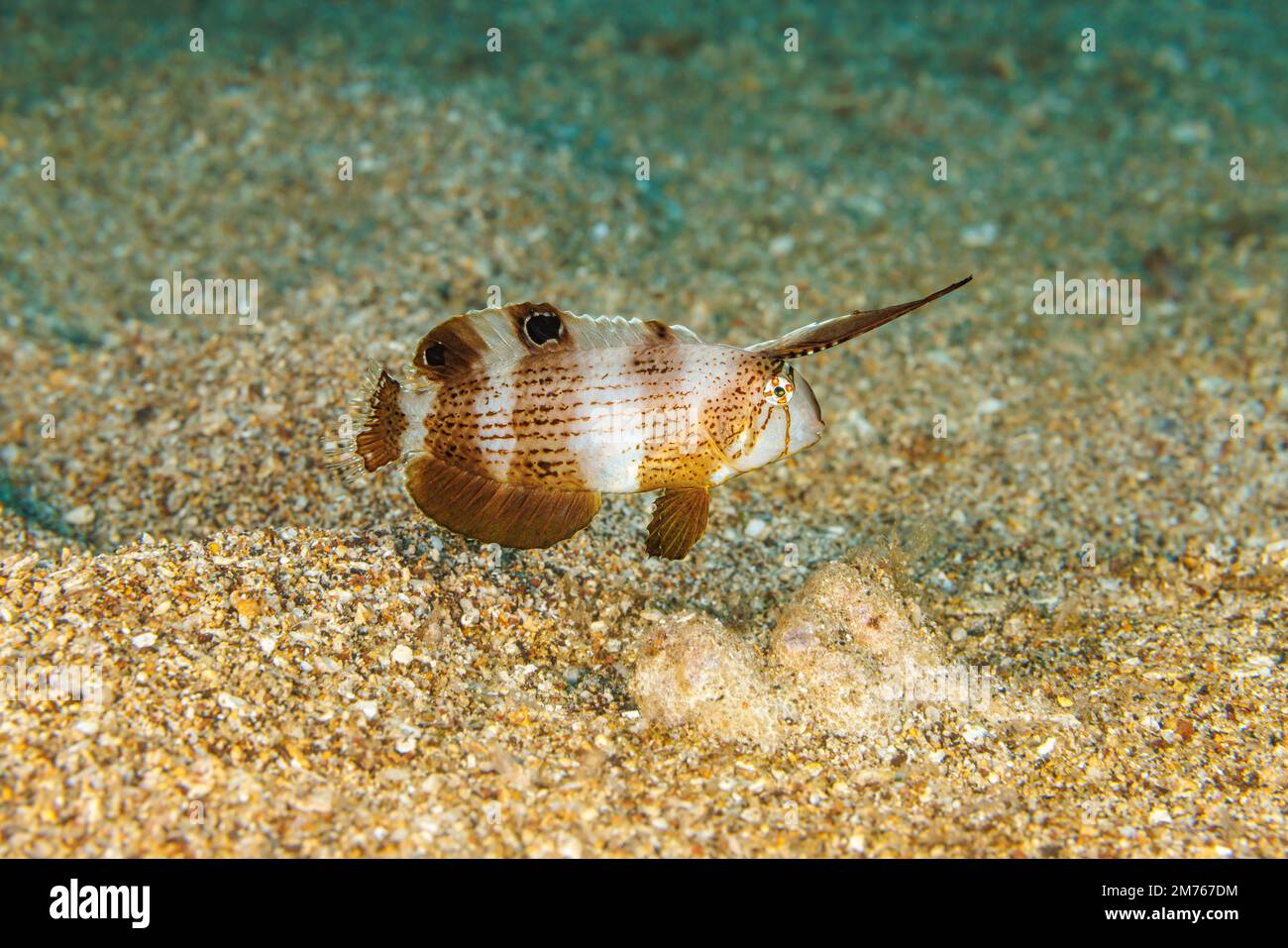 Le jeune paon rasoir wrasse, Iniistius pavo, se tord et se plie en nageant pour imiter une feuille dérivante, Hawaii. Banque D'Images