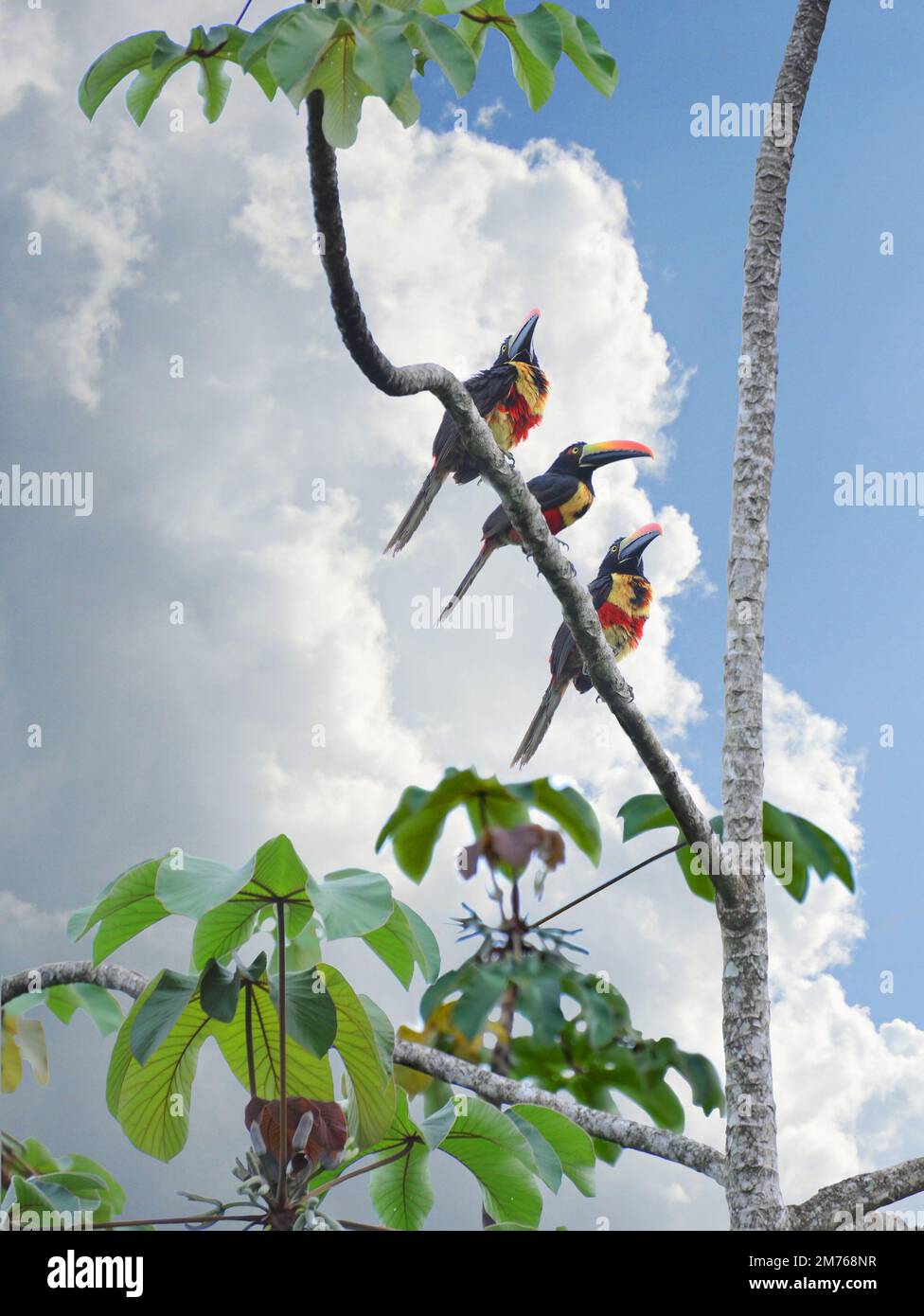 Trois oiseaux Acari à bec de feu assis et séchant ensemble sur une branche d'arbre après une tempête. Banque D'Images