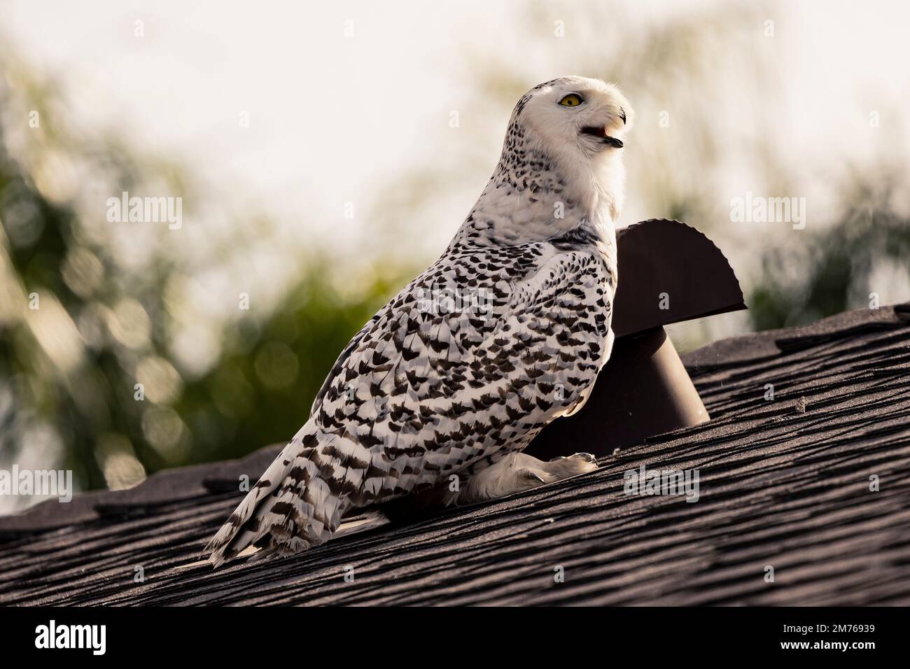 Un hibou des neiges fait de la ville de Cypress sa nouvelle maison. La  chouette solitaire semble avoir un an et est en bonne santé, elle est  commune dans les régions polaires