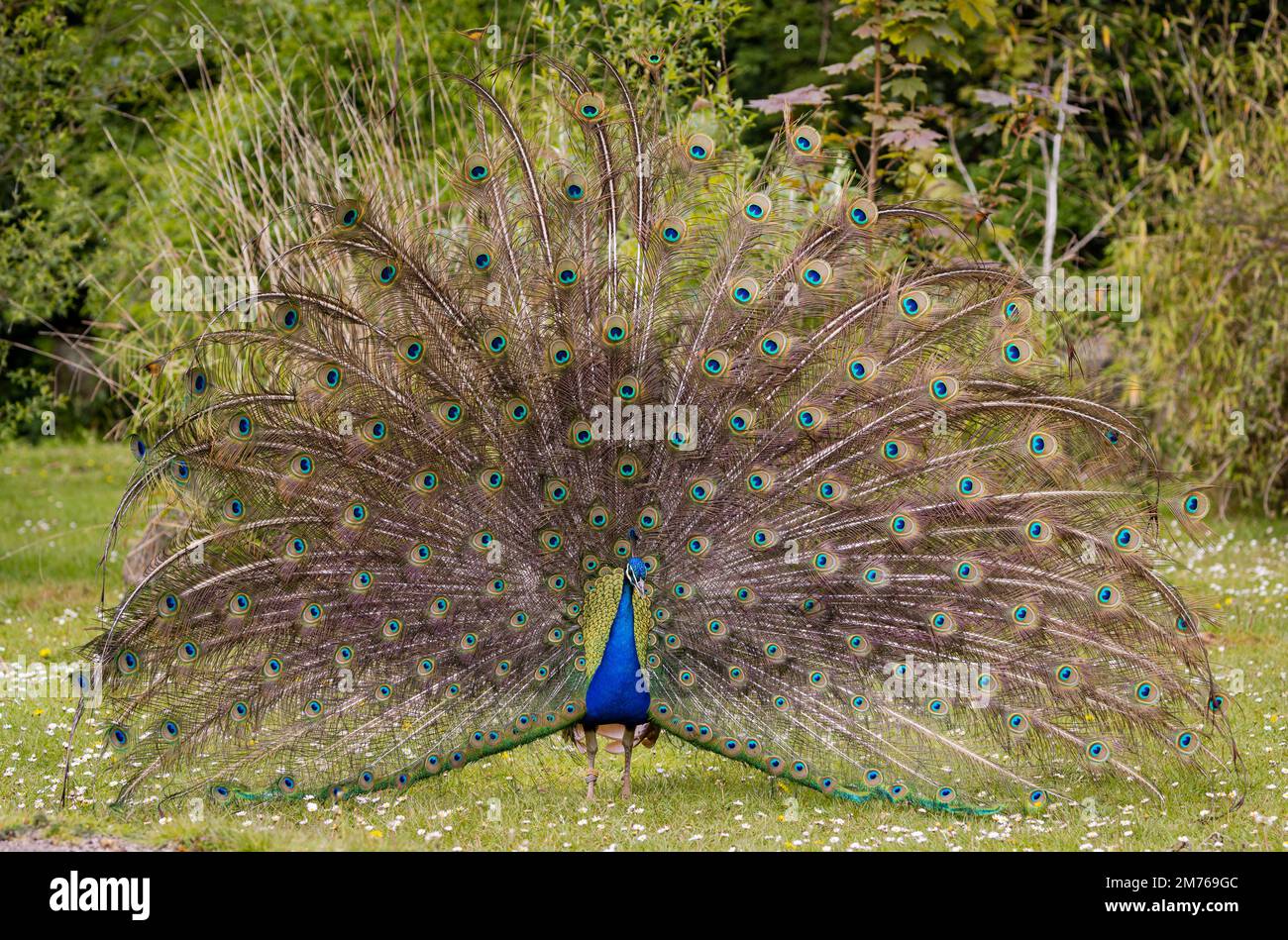 Bleu masculin [ ou Indien ] Peafowl [ Pavo cristatus ] affichage Banque D'Images