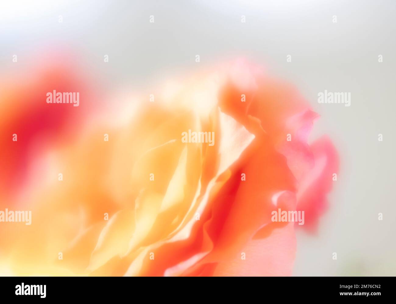 Les roses et les pétales de couleur coucher de soleil de pêche, de rose, d'orange et de pêche ont une ambiance et une sensation éthérées rêveuses dans la lumière naturelle douce Banque D'Images