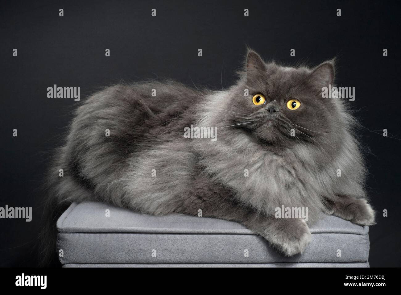 Magnifique chat de ragamuffin persan aux cheveux longs assis sur un pouf Banque D'Images