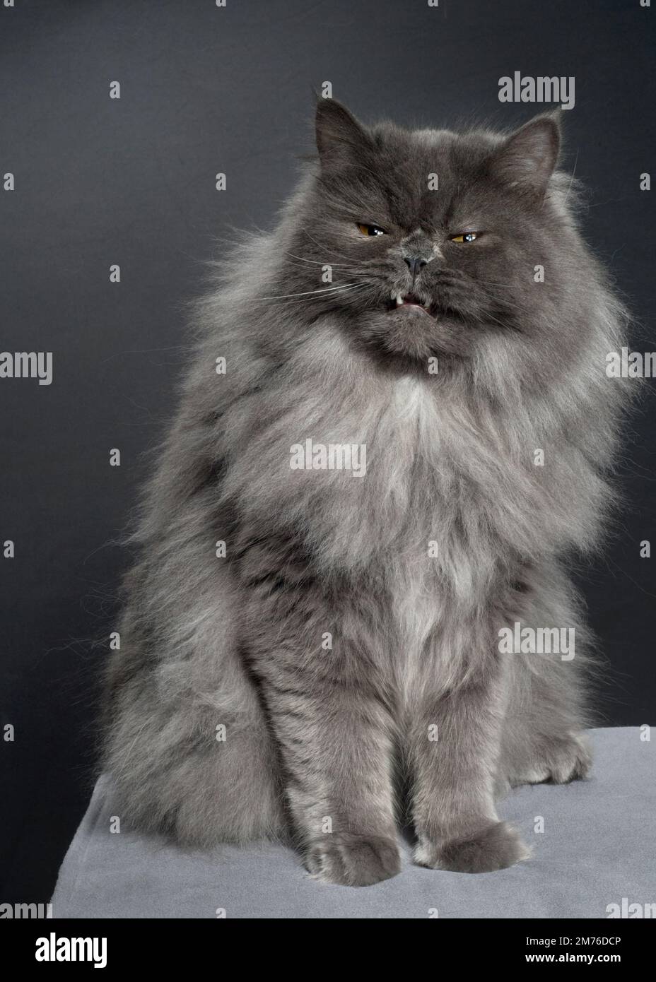 Doux gris chat faisant un visage drôle, les yeux fermés montrant ses dents. Banque D'Images