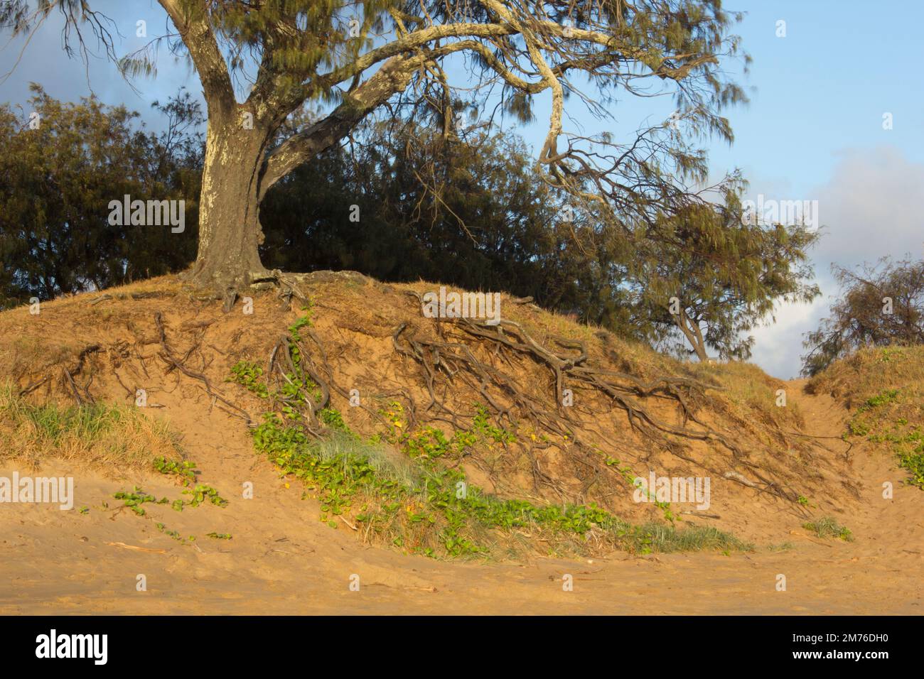 Végétation de stabilisation des dunes par Casurina equisetifolia et Ipomoea pes-caprae Bargara Beach Australie Banque D'Images