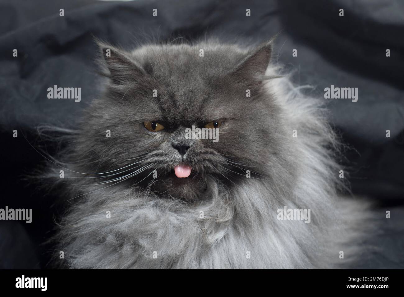 Portrait amusant d'un chat gris moelleux qui colle sa langue à l'air grincheux. Banque D'Images