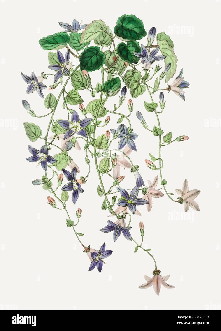 Branche de fleur de merle de Saint-Ange vintage pour la décoration Illustration de Vecteur