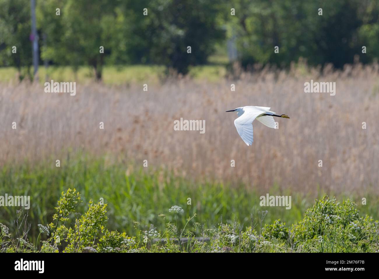 Petit aigrette [ Egretta garzetta ] volant de fleurs sauvages et de roseaux à la réserve naturelle du Royaume-Uni Banque D'Images