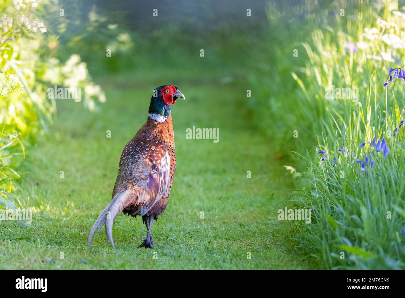 Pheasant mâle [ Phasianus colchicus ] sur le chemin à travers le jardin sauvage Banque D'Images