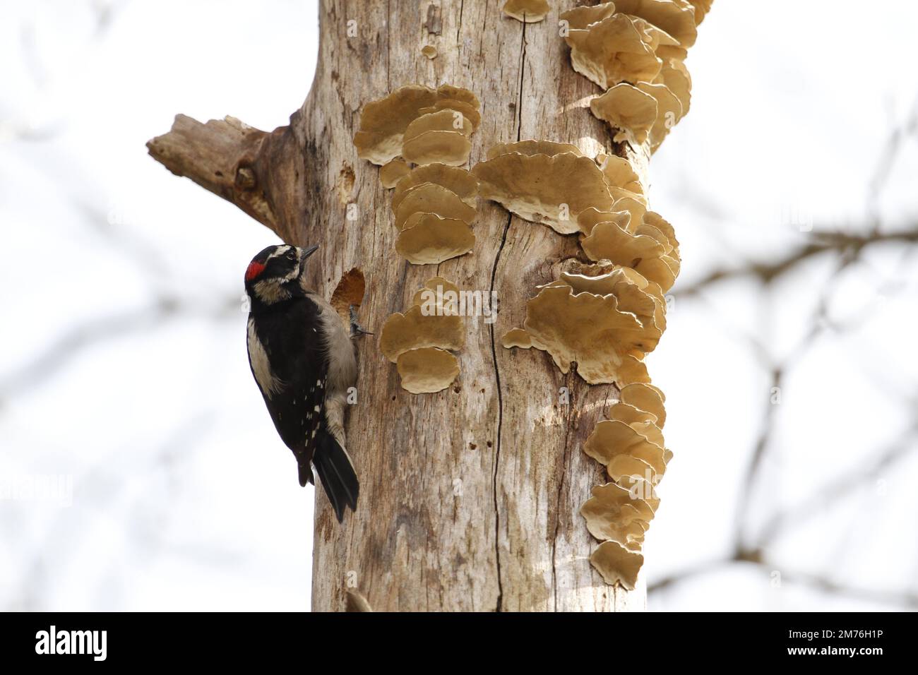 Un pic Downy (Picoides pubescens) perché sur le côté d'un arbre à côté de champignons ou de champignons. Prise à Victoria, C.-B., Canada. Banque D'Images