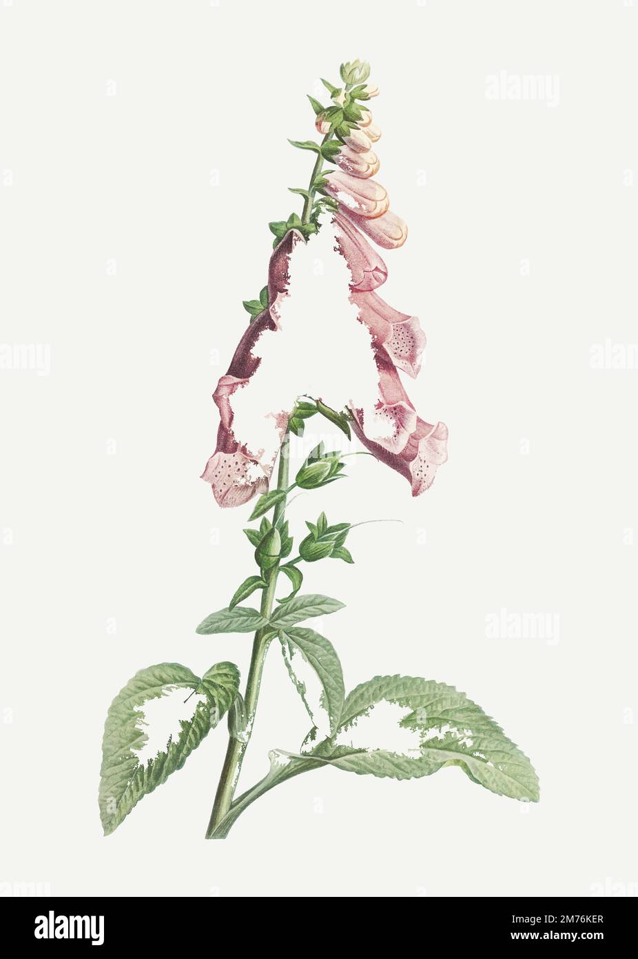 Foxgloves de la Botanique de J. J. Rousseau par Pierre-Joseph Redoté (1759-1840). Original de la Bibliothèque du Congrès. Amélioration numérique par rawpi Illustration de Vecteur