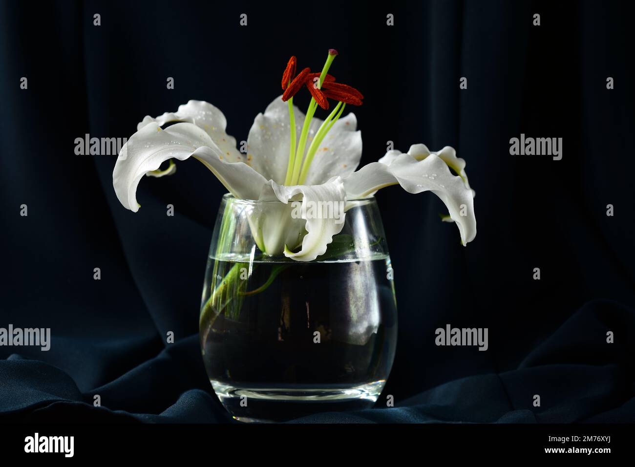 Gros plan d'un magnifique Lilly oriental blanc dans un pot en verre sur fond sombre. Élégance et charme. Banque D'Images