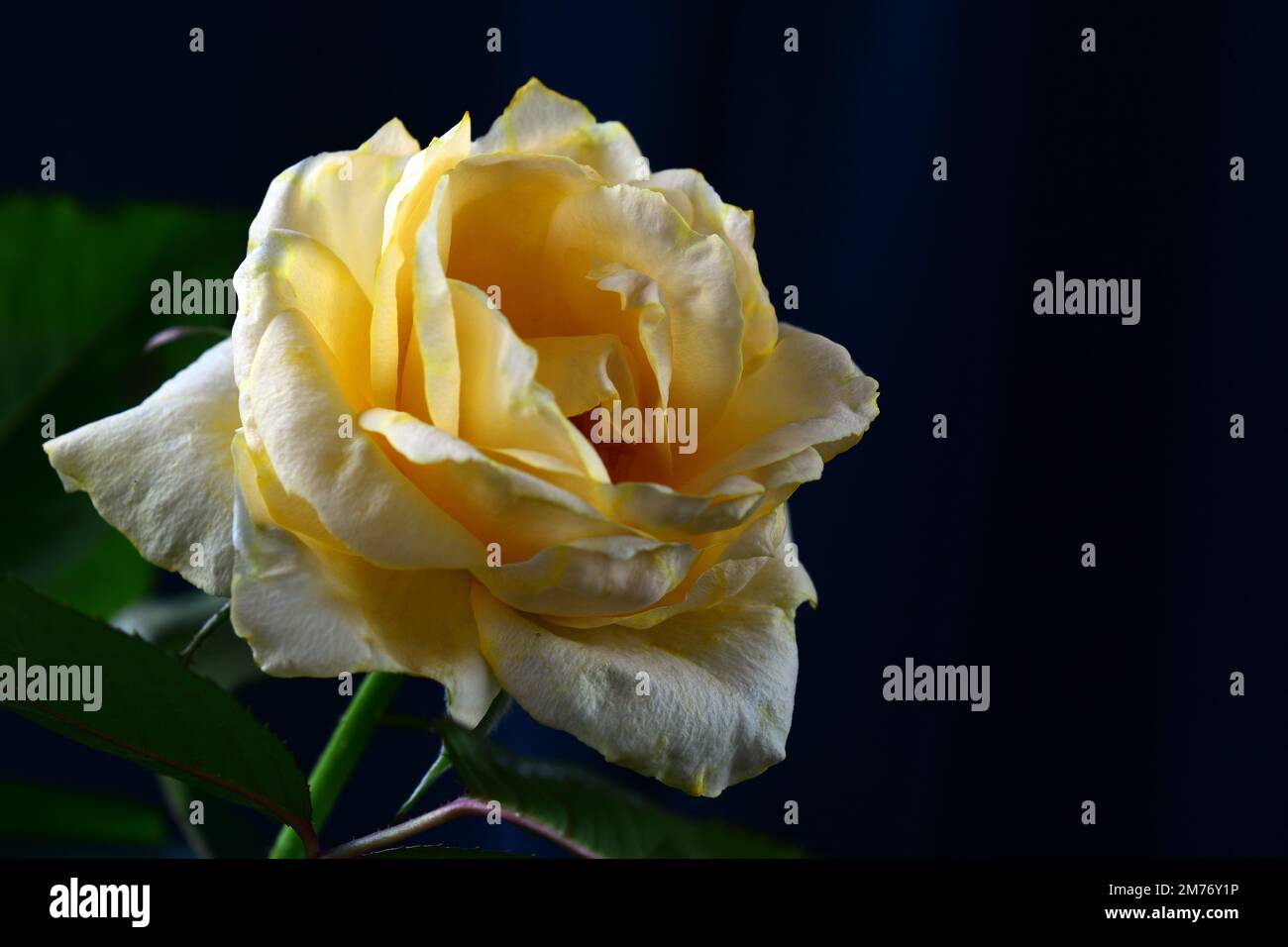 Gros plan d'une rose jaune délicate sur un fond sombre. Faible profondeur de champ. Banque D'Images