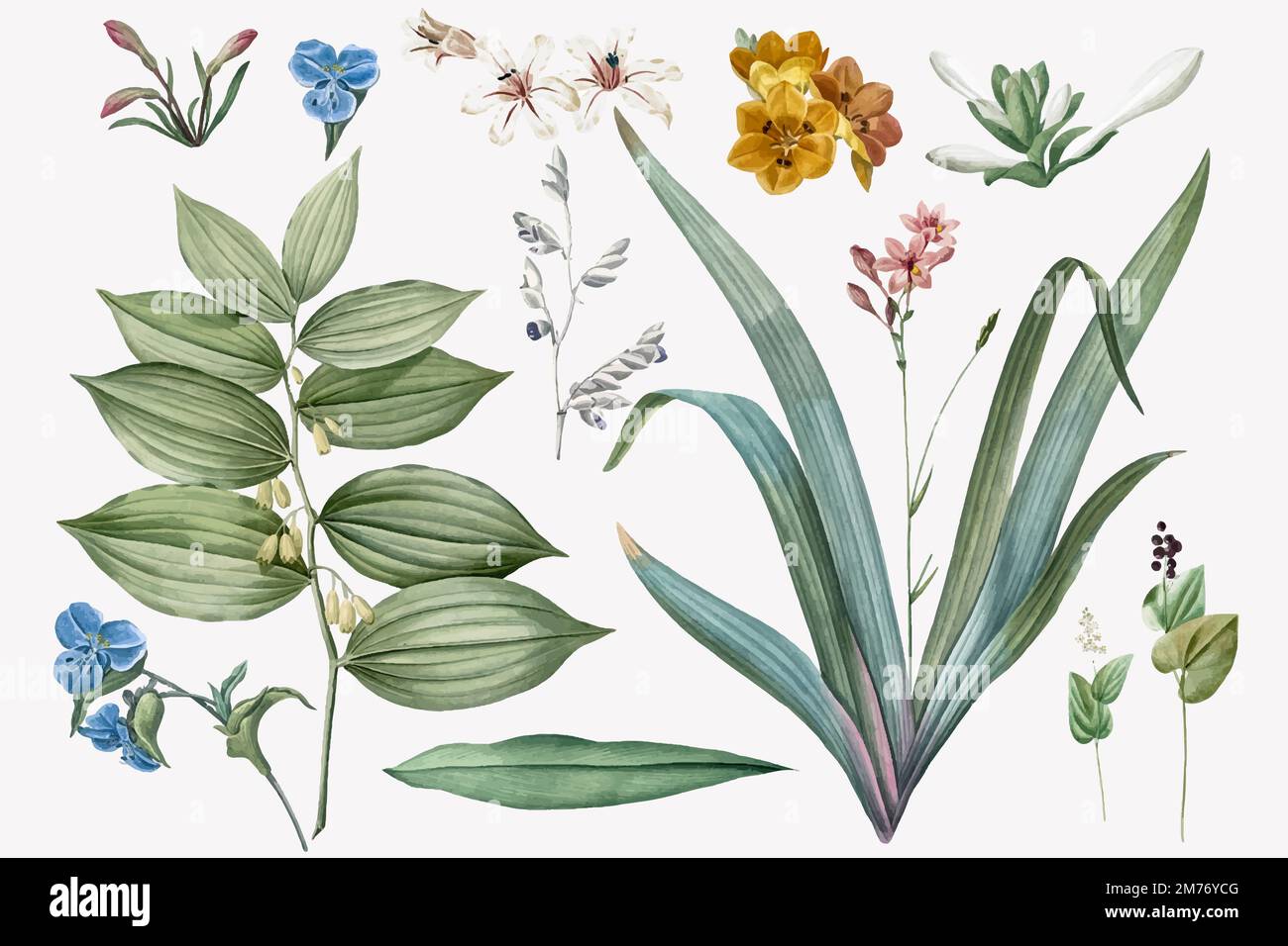 Ensemble d'illustrations de fleurs et de plantes Illustration de Vecteur