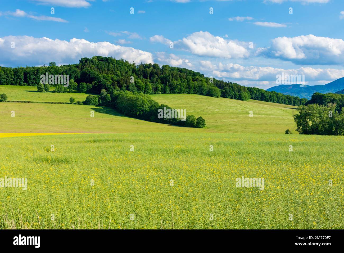 Hukvaldy (Hochwald) : montagnes Beskids morave-silésien (Moravskoslezske Beskydy), champ de colza in , Moravskoslezsky, région morave-silésienne, MÄ Banque D'Images