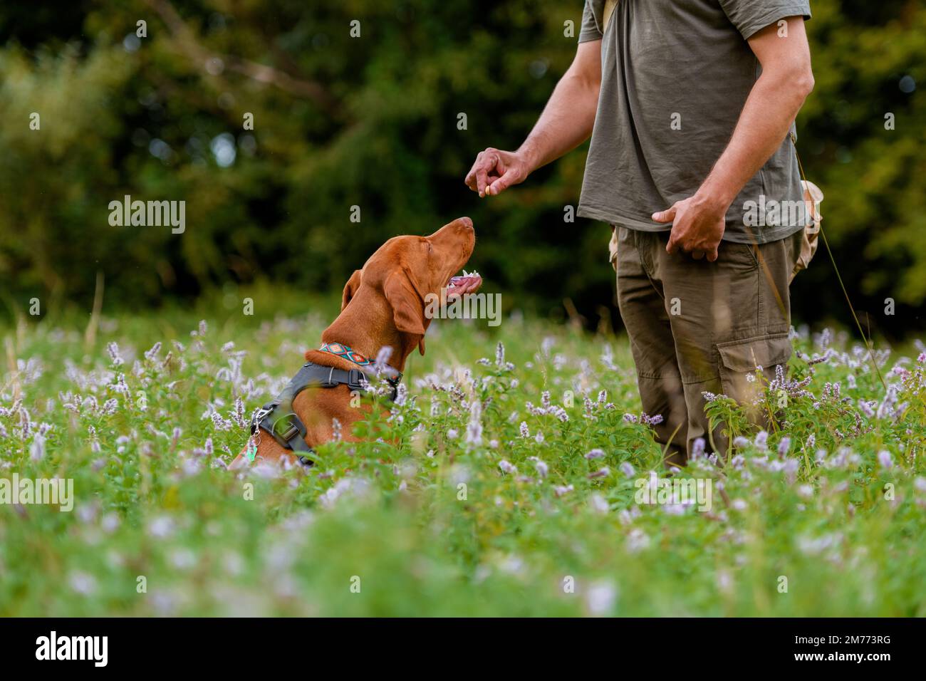 Beau chiot hongrois Vizsla devint et son propriétaire au cours de formation d'obéissance à l'extérieur. S'asseoir et commande séjour. Banque D'Images