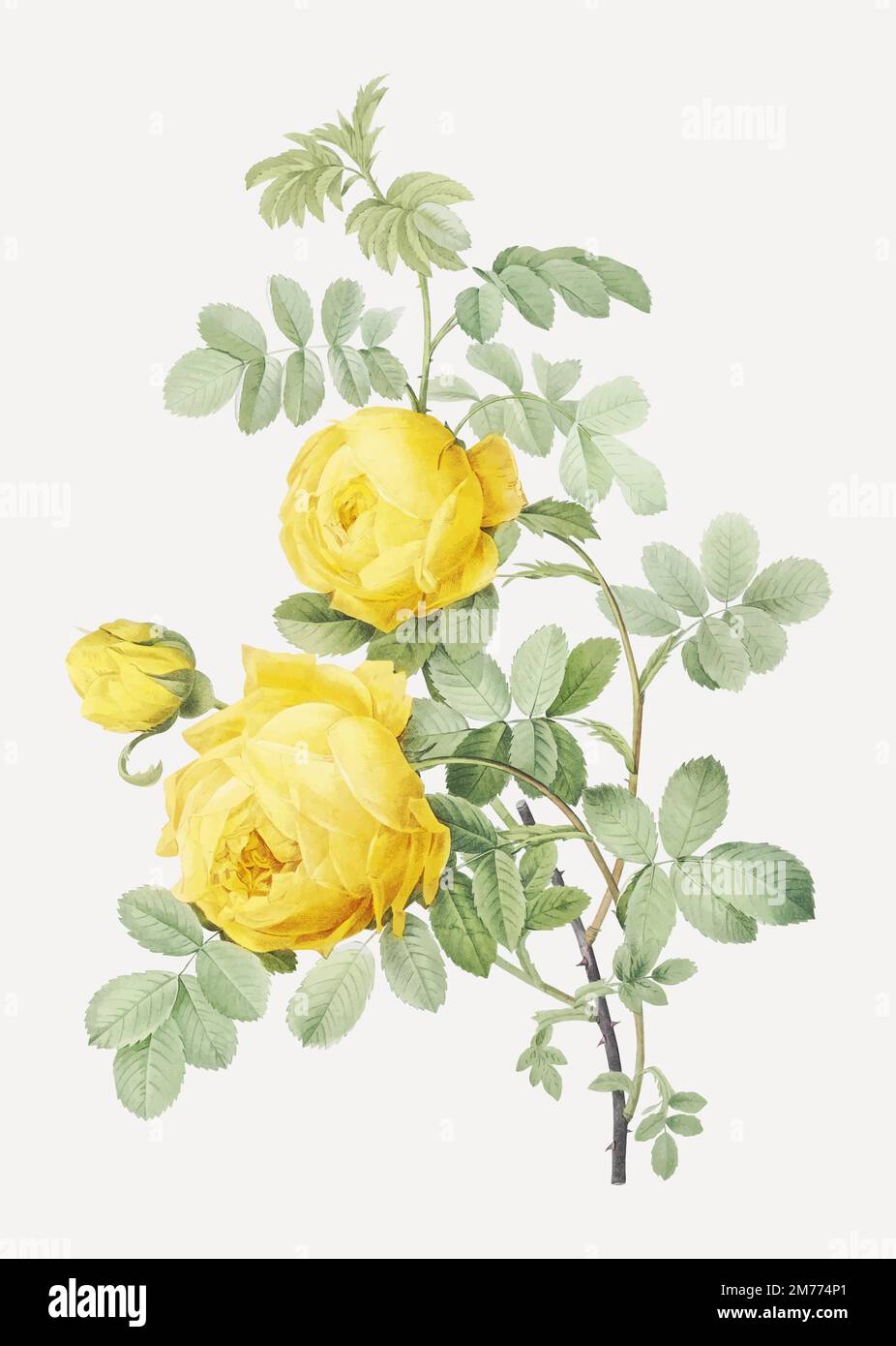 Rosa Hemisphaerica, également connue sous le nom de Rose jaune de soufre (Rosa sulfurea) des Roses (1817–1824) par Pierre-Joseph Redouté. Original de la bibliothèque Illustration de Vecteur