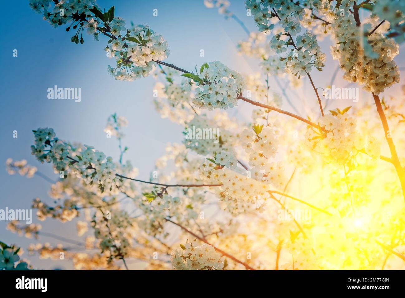 soleil de lever translucide à travers les branches fleuriantes de l'arbre de cerrytree instagram stile Banque D'Images