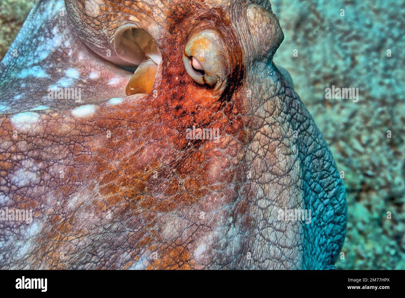 L'octopus de récif des Caraïbes, l'Octopus briaeus est un animal marin de récif de corail. Il a huit bras longs qui varient en longueur et en diamètre Banque D'Images