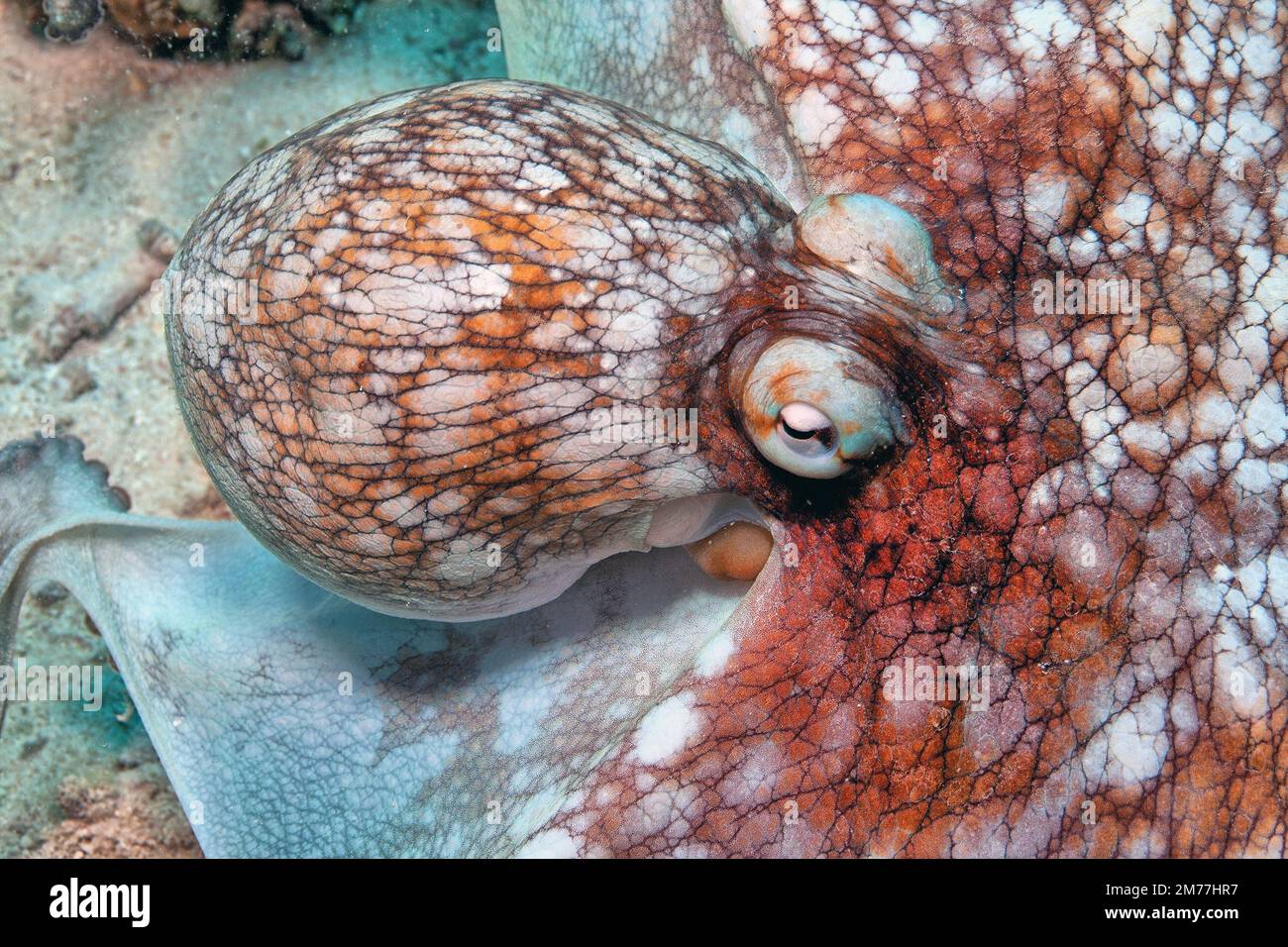 L'octopus de récif des Caraïbes, l'Octopus briaeus est un animal marin de récif de corail. Il a huit bras longs qui varient en longueur et en diamètre Banque D'Images